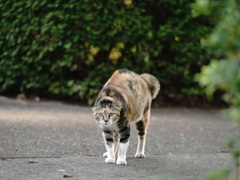 犬を見た猫