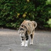 犬を見た猫