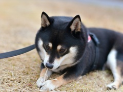 枯れ草はみはみ