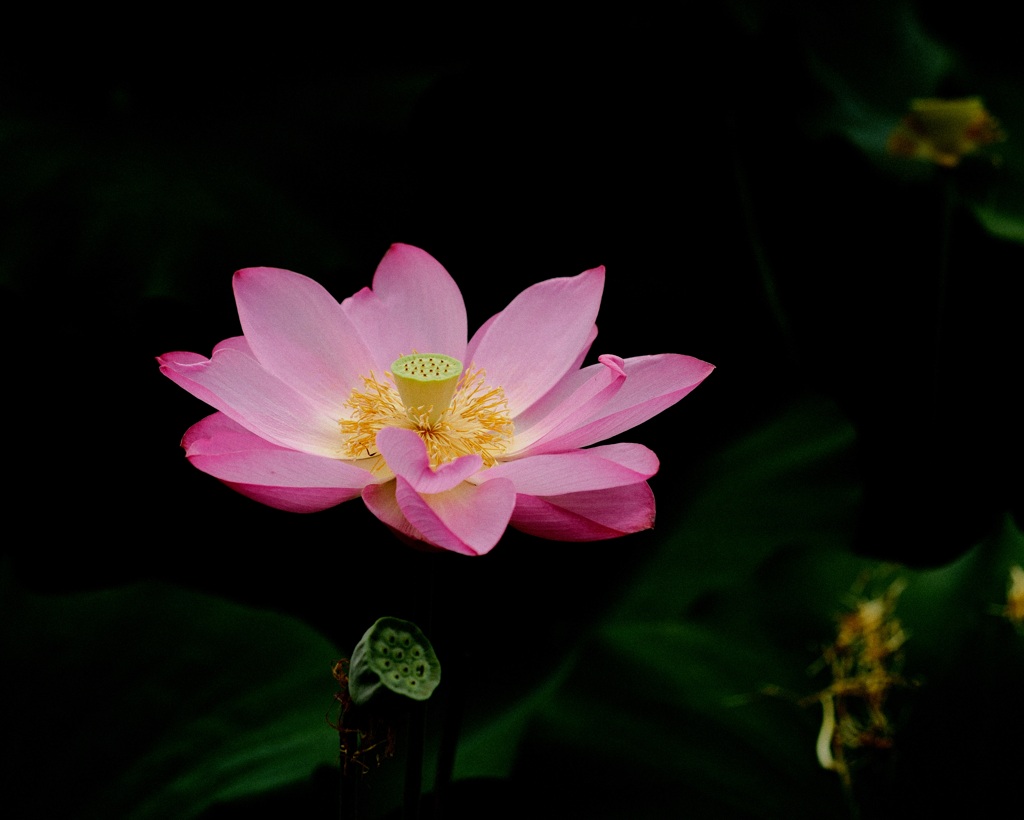 蓮の花がひらく時