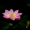蓮の花がひらく時