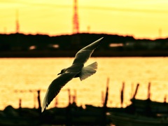 夕焼けの空を翔ぶ