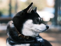 ポートレート