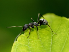 葉っぱの上の蟻