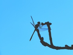 秋空とトンボ