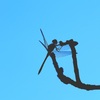 秋空とトンボ