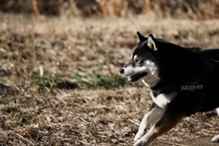 ボク走っちゃうぞ！