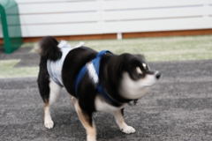 しばドリル