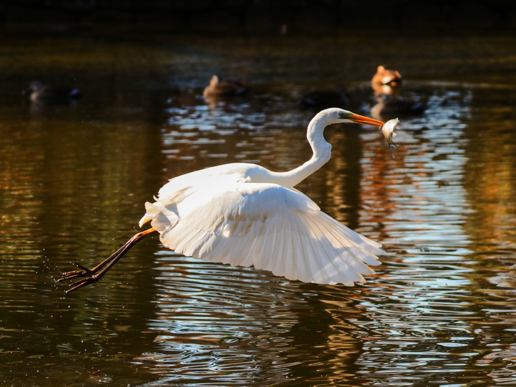 近所の公園のシラサギ