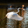 近所の公園のシラサギ