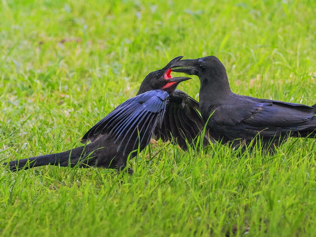 カラスの子育て②
