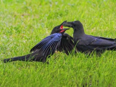カラスの子育て②