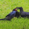 カラスの子育て②