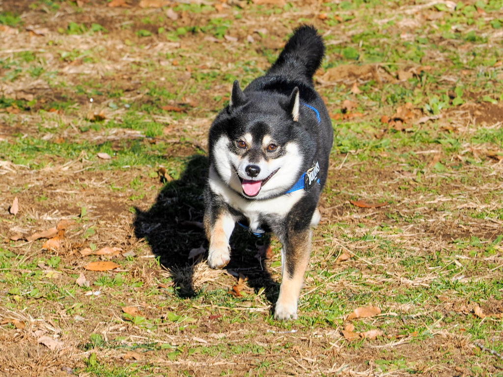 上り坂だってへっちゃらさ！