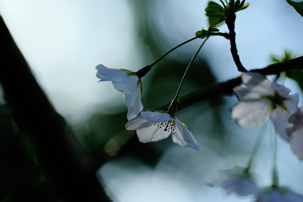 日陰の花