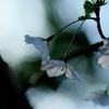 日陰の花
