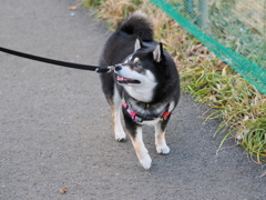 母ちゃんとの散歩は楽しいなぁ