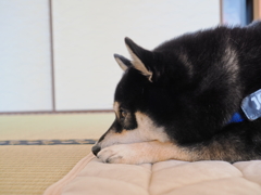 ふて寝