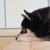 ふて寝