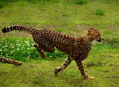 古い写真　動物園にはまっていた頃