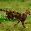 古い写真　動物園にはまっていた頃