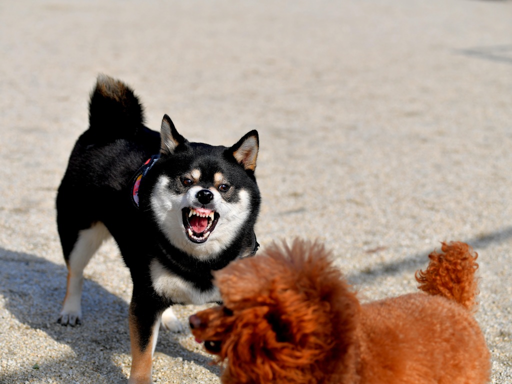 怒るな　怒るな