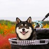 花の前で写真を撮ったよ