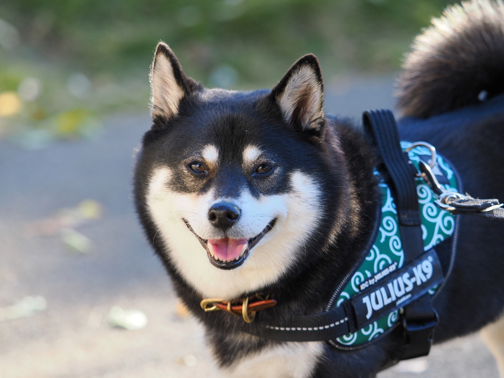 みんなで散歩　楽しいね