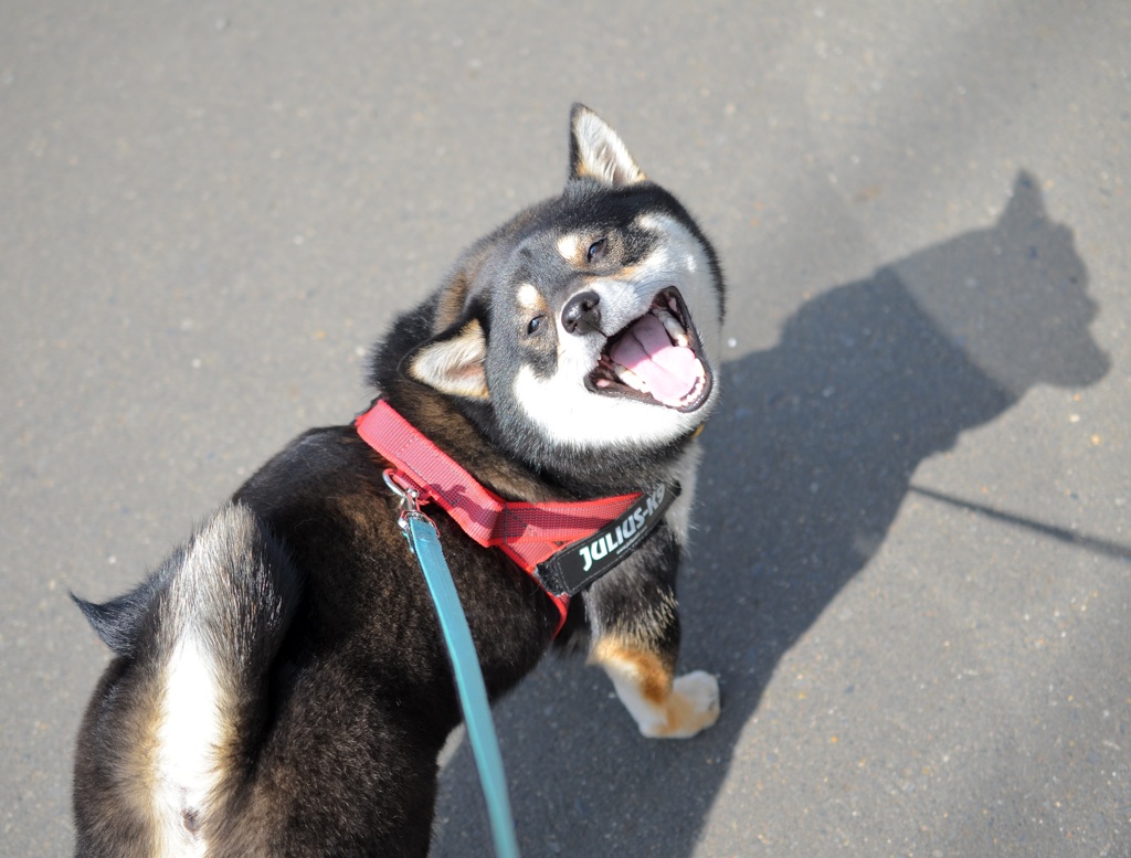 古い写真　楽しい散歩