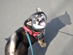 古い写真　楽しい散歩