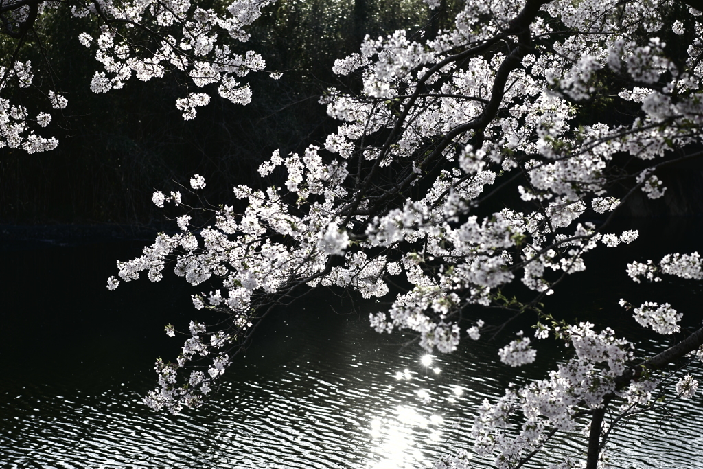 水辺の桜