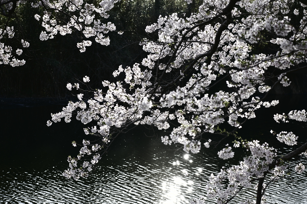 水辺の桜