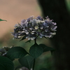 日陰の紫陽花