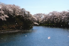 花散らしの風