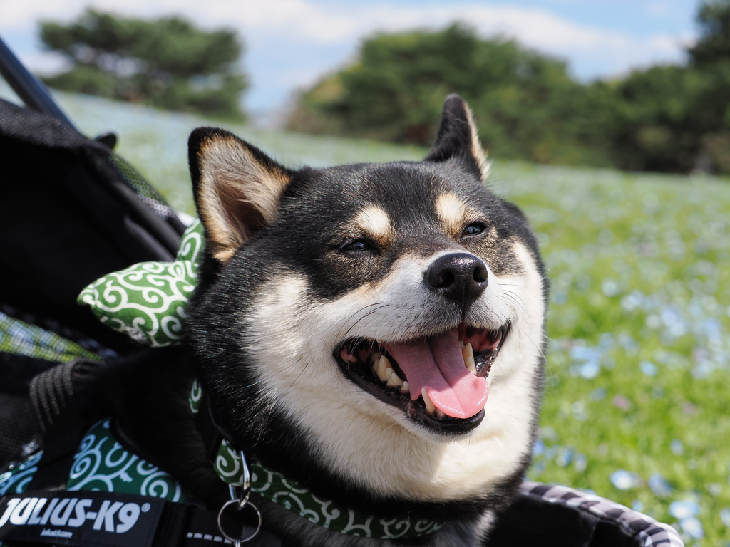みんなでおでかけたのしいね