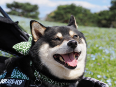 みんなでおでかけたのしいね