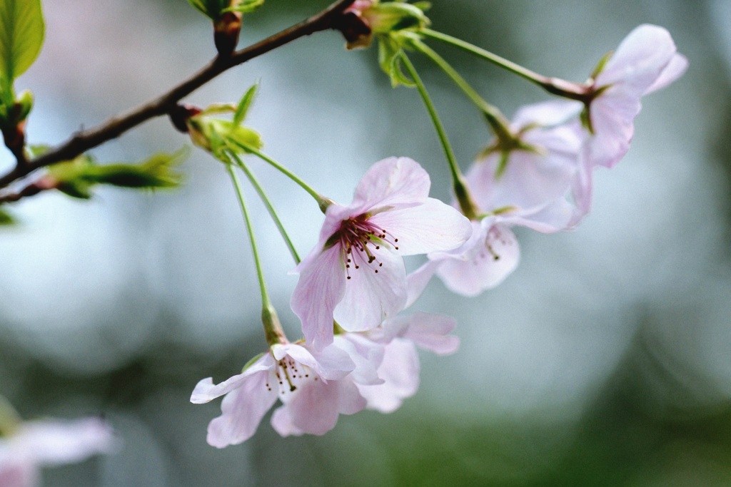 曇天の桜