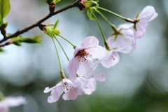 曇天の桜