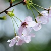 曇天の桜