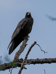 公園のカラス