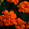 花と蜘蛛