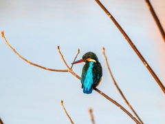 カワセミ