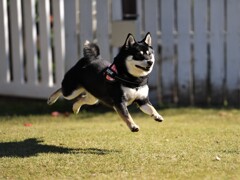 ボクも昔は身軽だったんだよ