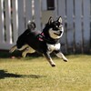 ボクも昔は身軽だったんだよ