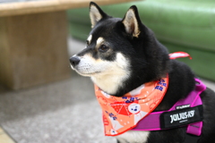 てるてる坊主可愛いね