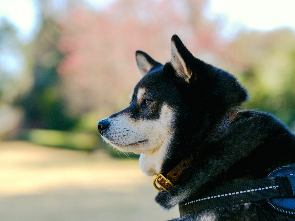 知らない公園で散歩したよ