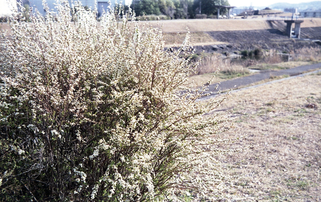 ユキヤナギ
