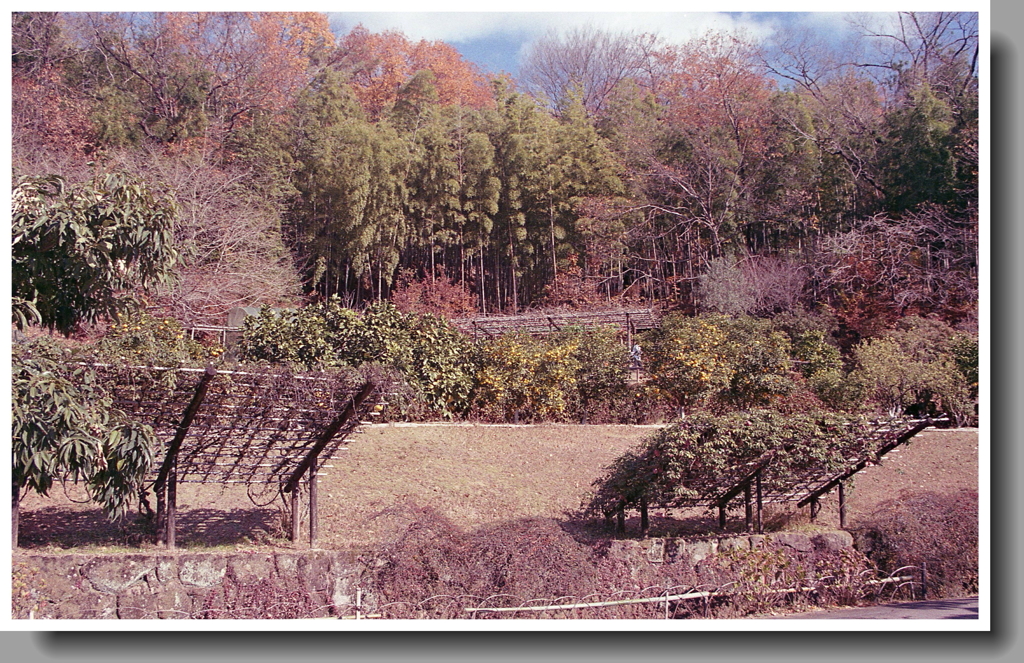 彩る（いろどる）山肌