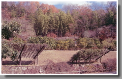 彩る（いろどる）山肌