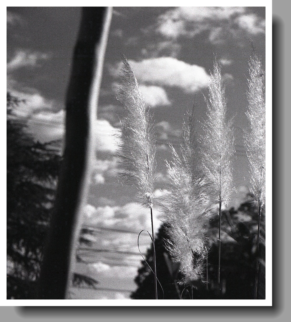 晩秋の空に、もふもふ…